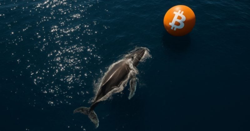 Over 10,000 Bitcoin bought by whales in last 24 hours