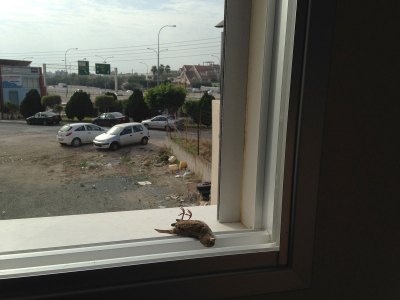 An image of a dead bird on a window sill; the window looks out to a parking lot.