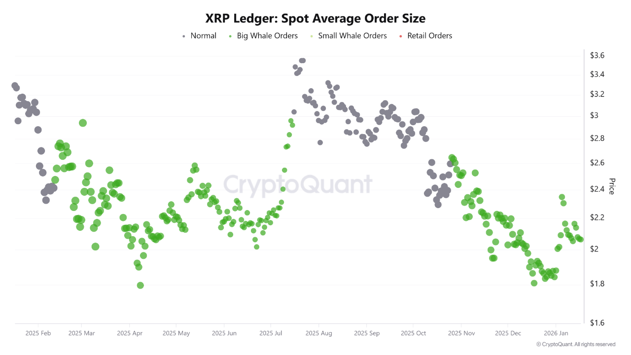 XRP Spot Average Order Size. Source: CryptoQuant.