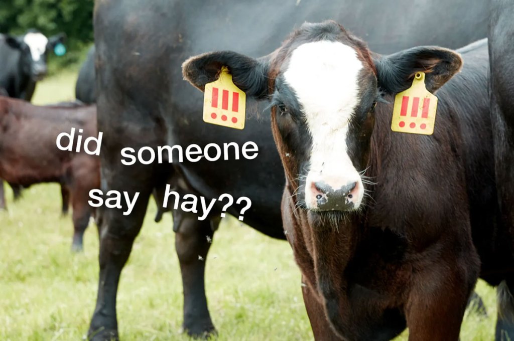 MSCHF’s Latest Project Could See a Two-Year Cow Slaughtered